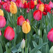 Tulip Flower Seeds For Planting - Flower Plant