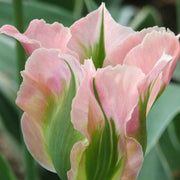 Green Pink Tulip Seeds