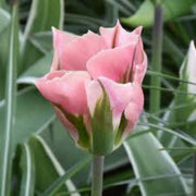 Green Pink Tulip Seeds