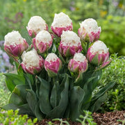 Ice Cream Tulip Seeds