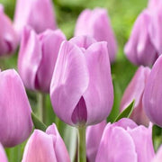 Lavender Tulip Seeds