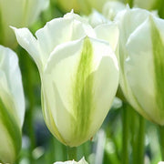 Light Green Tulip Seeds