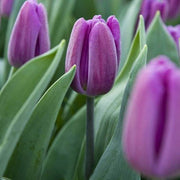 Light Purple Tulip Seeds