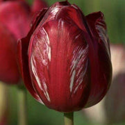 Maroon Tulip Seeds