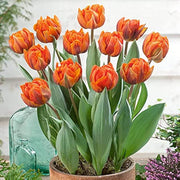Orange and Green Tulip Seeds