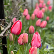 Pale Pink Tulip Seeds