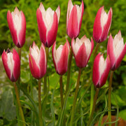 Peppermint Stick Tulip Seeds