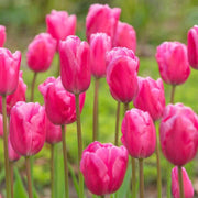 Pink Tulip Seeds