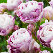 Purple and White Tulip Seeds