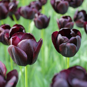 Dark Purple Tulip Seeds