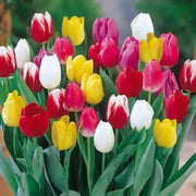 Rainbow Mix Tulip Seeds