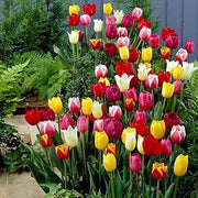 Rainbow Mix Tulip Seeds