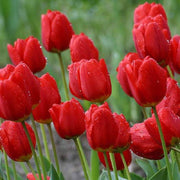 Red Tulip Seeds