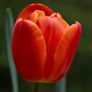 Red Orange Tulip Seeds