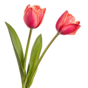 Red and Pink Tulip Seeds
