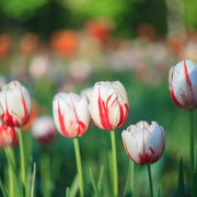 Red and White Tulip Seeds