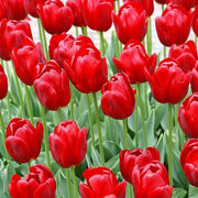 Red Tulip Seeds