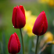 Tulip Seeds