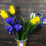 Blue and Yellow Tulip Seeds
