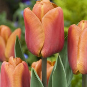 Brown Tulip Seeds