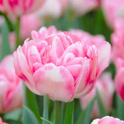 Double Bloom Tulip Seeds