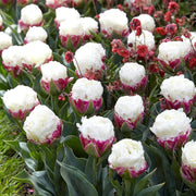 Ice Cream Tulip Seeds