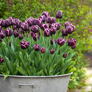 Jackpot Tulip Seeds