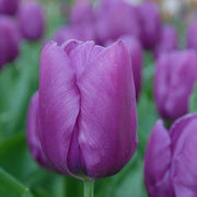 Light Purple Tulip Seeds