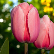 Pale Pink Tulip Seeds