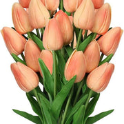 Peach Tulip Seeds