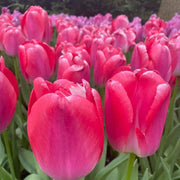 Pink Tulip Seeds