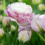 Purple and White Tulip Seeds