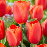 Red Orange Tulip Seeds