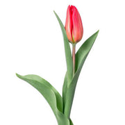 Red and Pink Tulip Seeds