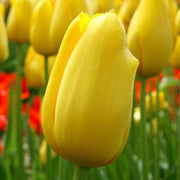 Yellow Tulip Seeds