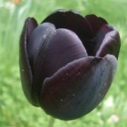 Black Tulip Seeds