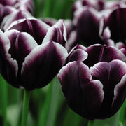 Jackpot Tulip Seeds