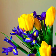 Blue and Yellow Tulip Seeds