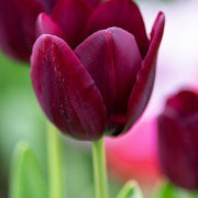 Maroon Tulip Seeds