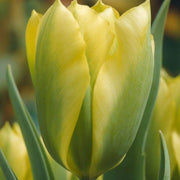 Yellow and Green Tulip Seeds