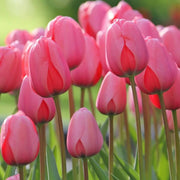 Tulip Seeds - All In One For Home Gardens
