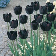 Black Tulip Seeds