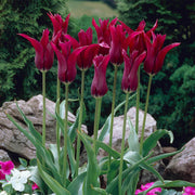 Burgundy Tulip Seeds