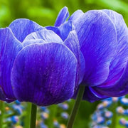 Deep Blue Tulip Seeds