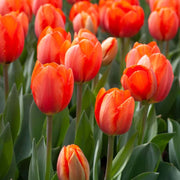 Deep Orange Tulip Seeds