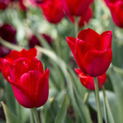 Deep Red Tulip Seeds