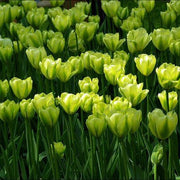 Green Tulip Seeds