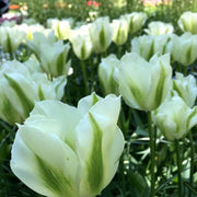 Light Green Tulip Seeds