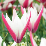Peppermint Stick Tulip Seeds