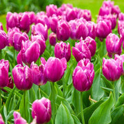 Purple Tulip Seeds